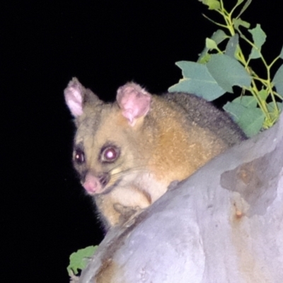 Trichosurus vulpecula (Common Brushtail Possum) at Ginninderry Conservation Corridor - 4 Mar 2022 by Kurt