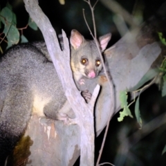 Trichosurus vulpecula (Common Brushtail Possum) at Holt, ACT - 4 Mar 2022 by Kurt