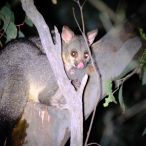 Trichosurus vulpecula at Holt, ACT - 4 Mar 2022 09:45 PM