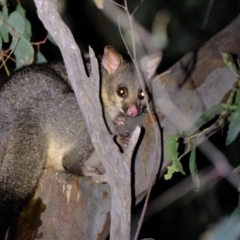 Trichosurus vulpecula at Holt, ACT - 4 Mar 2022 09:45 PM