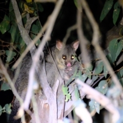 Trichosurus vulpecula at Holt, ACT - 4 Mar 2022 09:45 PM