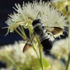 Megachile semiluctuosa (Bee) at Yass River, NSW - 3 Mar 2022 by SenexRugosus