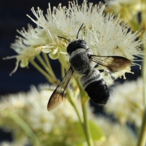 Megachile semiluctuosa at Yass River, NSW - 3 Mar 2022 10:08 PM