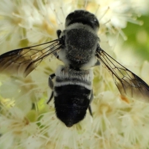 Megachile semiluctuosa at Yass River, NSW - 3 Mar 2022