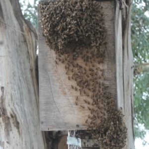 Apis mellifera at Forde, ACT - 5 Mar 2022