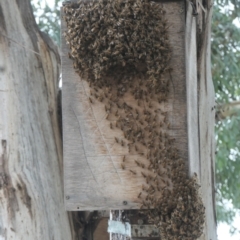 Apis mellifera (European honey bee) at Forde, ACT - 5 Mar 2022 by TrishGungahlin