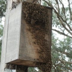 Apis mellifera at Forde, ACT - 5 Mar 2022