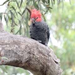 Callocephalon fimbriatum (Gang-gang Cockatoo) at Bruce Ridge to Gossan Hill - 4 Mar 2022 by goyenjudy