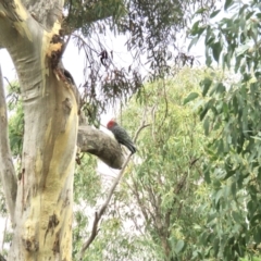 Callocephalon fimbriatum at Bruce, ACT - suppressed