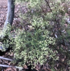 Cassinia quinquefaria (Rosemary Cassinia) at Bruce Ridge to Gossan Hill - 30 Jan 2022 by goyenjudy