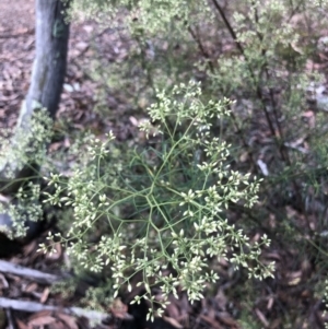 Cassinia quinquefaria at Bruce, ACT - 31 Jan 2022 10:53 AM