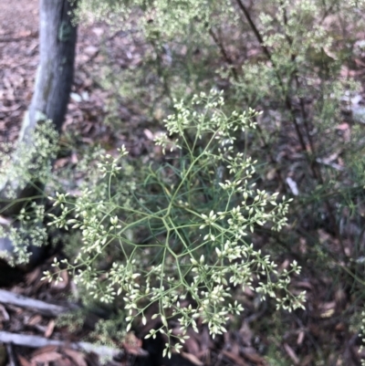 Cassinia quinquefaria (Rosemary Cassinia) at Bruce Ridge to Gossan Hill - 30 Jan 2022 by goyenjudy