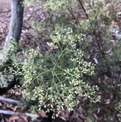 Cassinia quinquefaria at Bruce, ACT - 31 Jan 2022 10:53 AM