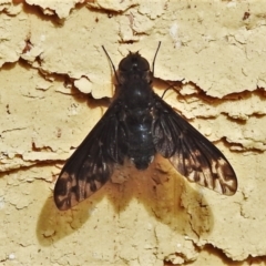 Anthrax sp. (genus) (Unidentified Anthrax bee fly) at Wanniassa, ACT - 3 Mar 2022 by JohnBundock