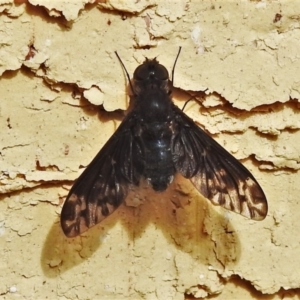 Anthrax sp. (genus) at Wanniassa, ACT - 4 Mar 2022 10:27 AM