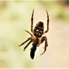 Plebs eburnus (Eastern bush orb-weaver) at Paddys River, ACT - 4 Mar 2022 by JohnBundock