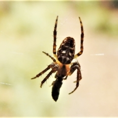 Unidentified Orb-weaving spider (several families) (TBC) at Paddys River, ACT - 4 Mar 2022 by JohnBundock