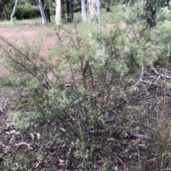 Cassinia quinquefaria at Bruce, ACT - 31 Jan 2022