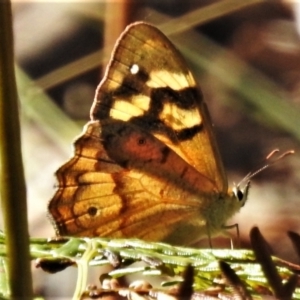 Heteronympha banksii at Paddys River, ACT - suppressed