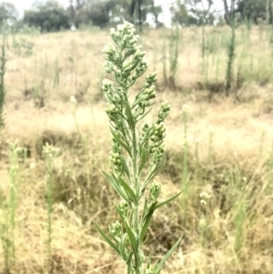 Erigeron sp. at Bruce, ACT - 5 Mar 2022 12:24 PM