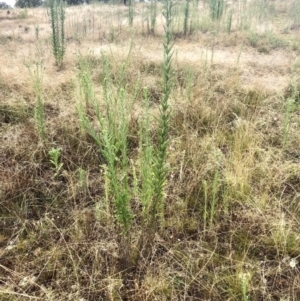 Erigeron sp. at Bruce, ACT - 5 Mar 2022 12:24 PM