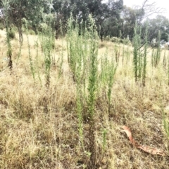 Erigeron sp. at Bruce, ACT - 5 Mar 2022 12:24 PM