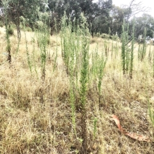 Erigeron sp. at Bruce, ACT - 5 Mar 2022 12:24 PM