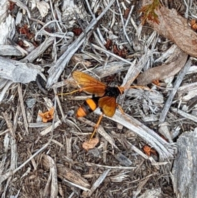 Cryptocheilus bicolor (Orange Spider Wasp) at Hackett, ACT - 5 Mar 2022 by mareehill