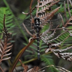 Eusynthemis guttata (Southern Tigertail) at Tidbinbilla Nature Reserve - 4 Mar 2022 by JohnBundock