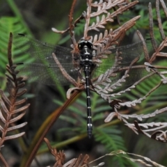 Eusynthemis guttata (Southern Tigertail) at Paddys River, ACT - 4 Mar 2022 by JohnBundock