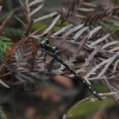 Eusynthemis guttata at Tidbinbilla Nature Reserve - 4 Mar 2022 02:51 PM