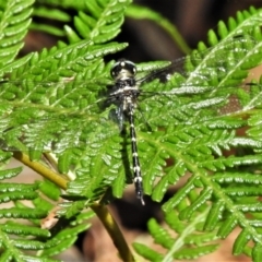 Eusynthemis guttata (Southern Tigertail) at Tidbinbilla Nature Reserve - 4 Mar 2022 by JohnBundock