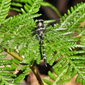 Eusynthemis guttata at Tidbinbilla Nature Reserve - 4 Mar 2022 02:32 PM