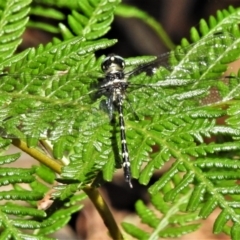 Unidentified Dragonfly & Damselfly (Odonata) at Paddys River, ACT - 4 Mar 2022 by JohnBundock