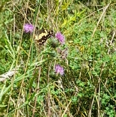 Papilio demoleus (Chequered Swallowtail) at Namadgi National Park - 4 Mar 2022 by JBrickhill