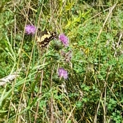 Papilio demoleus (Chequered Swallowtail) at Booth, ACT - 4 Mar 2022 by JBrickhill