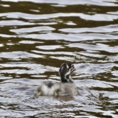 Tachybaptus novaehollandiae (Australasian Grebe) at Goulburn, NSW - 4 Mar 2022 by GlossyGal