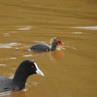 Fulica atra (Eurasian Coot) at Goulburn Wetlands - 4 Mar 2022 by GlossyGal