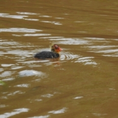 Fulica atra at Goulburn, NSW - 4 Mar 2022