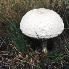 Macrolepiota dolichaula (Macrolepiota dolichaula) at Molonglo Valley, ACT - 5 Mar 2022 by RWPurdie