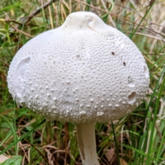 Macrolepiota dolichaula (Macrolepiota dolichaula) at Lions Youth Haven - Westwood Farm - 4 Mar 2022 by HelenCross