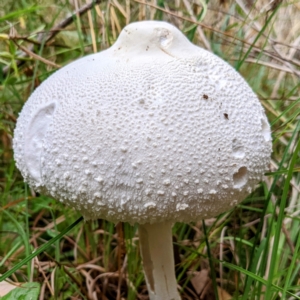 Macrolepiota dolichaula at Kambah, ACT - 5 Mar 2022