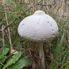 Macrolepiota dolichaula at Kambah, ACT - 5 Mar 2022 09:53 AM