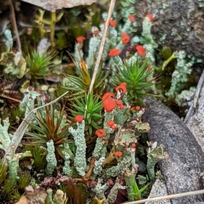 Cladonia sp. (genus) (Cup Lichen) at Lake George, NSW - 5 Mar 2022 by MPennay