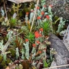 Cladonia sp. (Cup Lichen) at Lake George, NSW - 5 Mar 2022 by MPennay