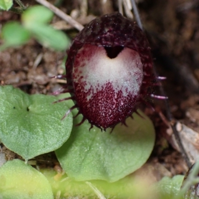 Corysanthes hispida (Bristly Helmet Orchid) at Paddys River, ACT - 4 Mar 2022 by AnneG1