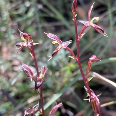 Acianthus exsertus (Large Mosquito Orchid) at Paddys River, ACT - 4 Mar 2022 by AnneG1