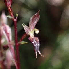 Acianthus exsertus at Paddys River, ACT - suppressed