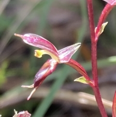 Acianthus exsertus at Paddys River, ACT - suppressed