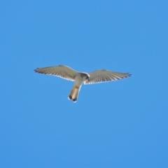 Falco cenchroides (Nankeen Kestrel) at Pallarenda, QLD - 23 Jun 2013 by TerryS